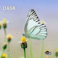 DASK | Insecta